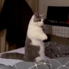 めめ