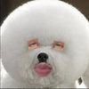 🤫🍑T◤•ω•◥🐶ﾅﾊﾅﾊ
