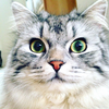 みーこ
