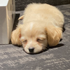 いぬぽよ🐶💕