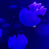 jelly fish🦋💙