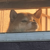 酉鳴
