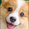 🐕きょうのわんこ🐕