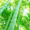 たけ🎍