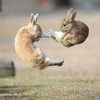 出先のうさぎ