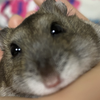 🐹ハムカツ🥩　