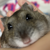 ハムカツ🐹🥩