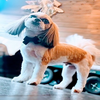 🍊ユジュっ子🍊🐶🐱  
