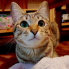 しおん