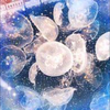 ❄️🫐Nanase