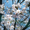 うし🌸🎋