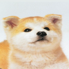 のら犬（迷子）
