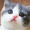 cat=🐞