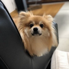 シャーロット