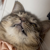 ねこ🗿