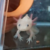 園児