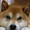 あずき