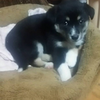 🍀🐾モモリン
