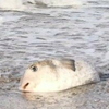 タルタ