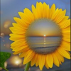🌻ひまわり🍋🎶
