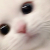 栞
