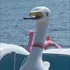 🐥🌸BUSSY永久kanae推し🐥🌸
