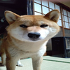 野良犬こうちゃん～