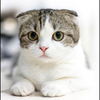 ねこまんま