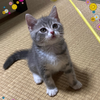 泥棒猫🐱💰