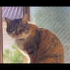 🔮NKKO(ﾈｯｺｰ)🐱🧸占いﾗｲﾊﾞｰ🔯