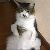 🔮NKKOﾈｯｺｰ🐱🌙占いﾗｲﾊﾞｰ