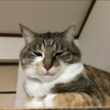 🔮NKKOﾈｯｺｰ🐱🌙占いﾗｲﾊﾞｰ