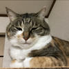 🔮NKKOﾈｯｺｰ🐱🌙占いﾗｲﾊﾞｰ