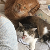🔮NKKOﾈｯｺｰ🐱🌙占いﾗｲﾊﾞｰ