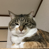 🔮NKKOﾈｯｺｰ🐱🌙占いﾗｲﾊﾞｰ