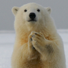 くましゅん🐻🌈
