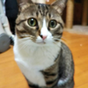 タニー
