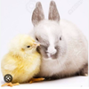 うさぎ🐇