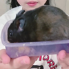 すもすけ🐹🌺
