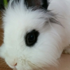もんきち