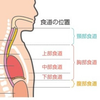 食道(27)