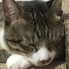 ねこはかせ