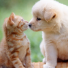 猫犬