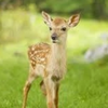 こじか🌻🦌