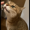 アド