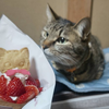 雪ねこ#🆘KINGおーちゃんパトン投票🆘