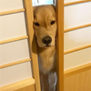 福山はさまる