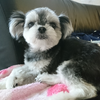 ユッピー🐶💜😎👼🏻(イッヌ)