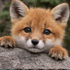 うるちゃん動物園には注意！