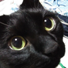 🐈‍⬛ねこたんっ！🐾໊